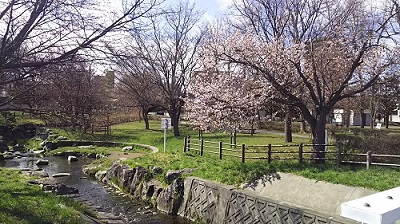 公園　さくら1.jpg